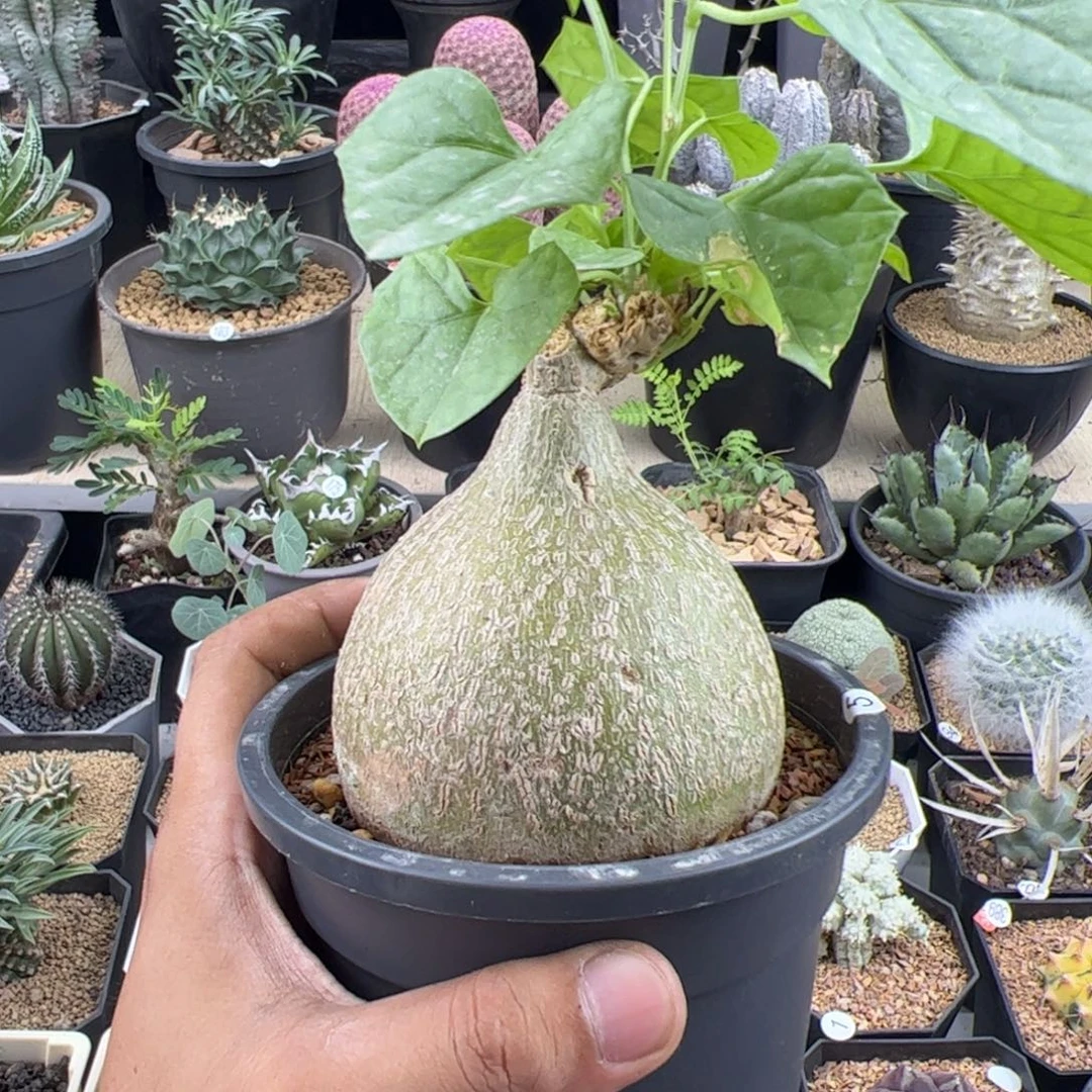 睡布袋爬藤8+一物一拍带盆发