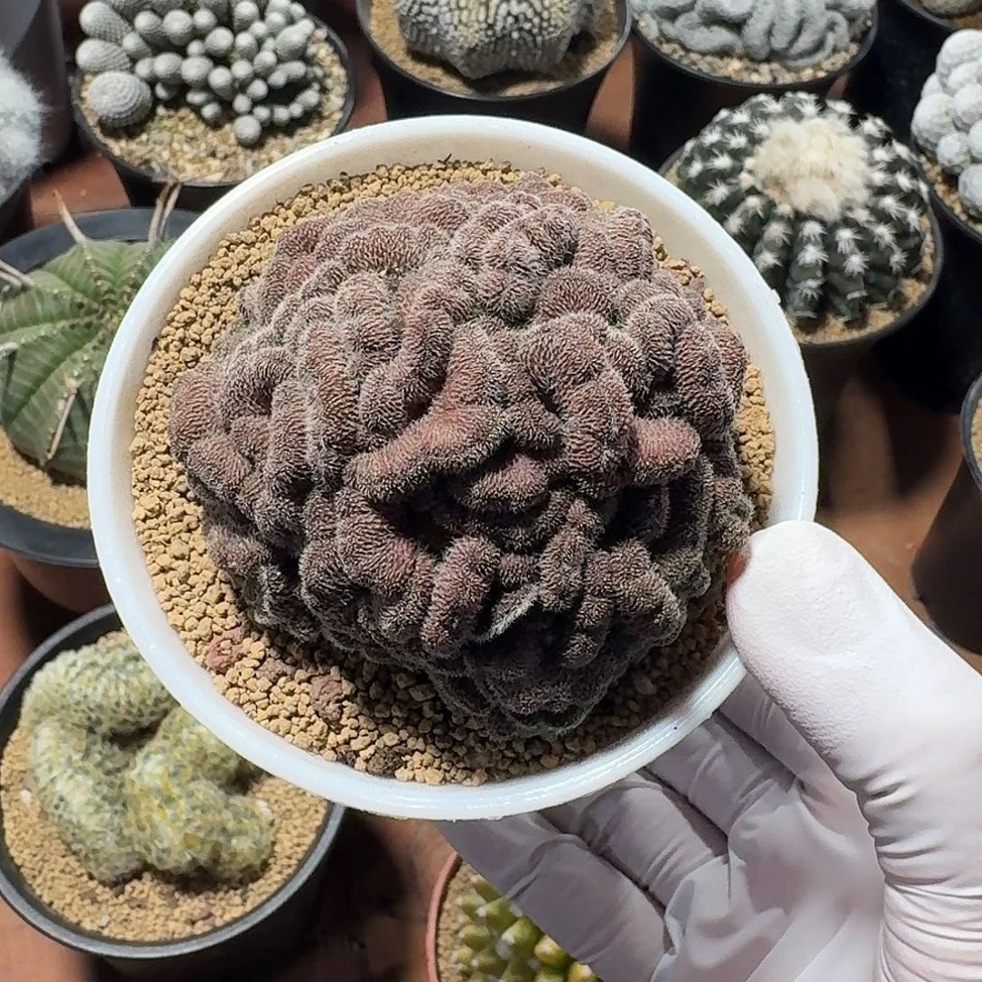 六***线红檀缀仙人球12345