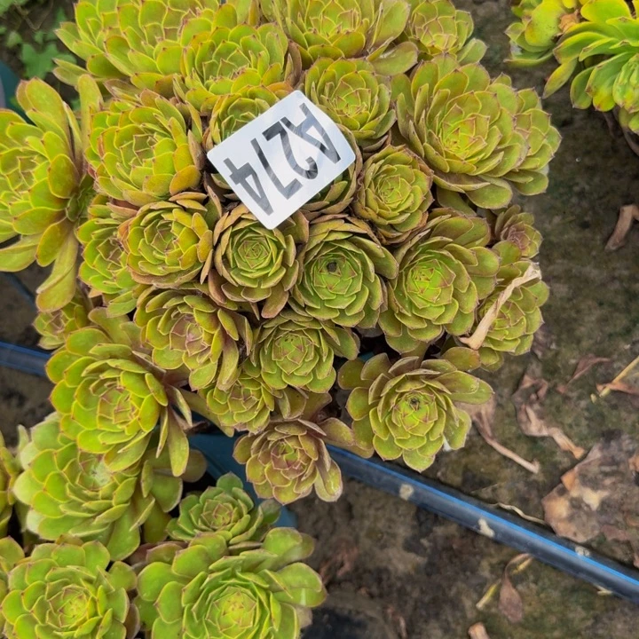 红魔花30-23包邮花花