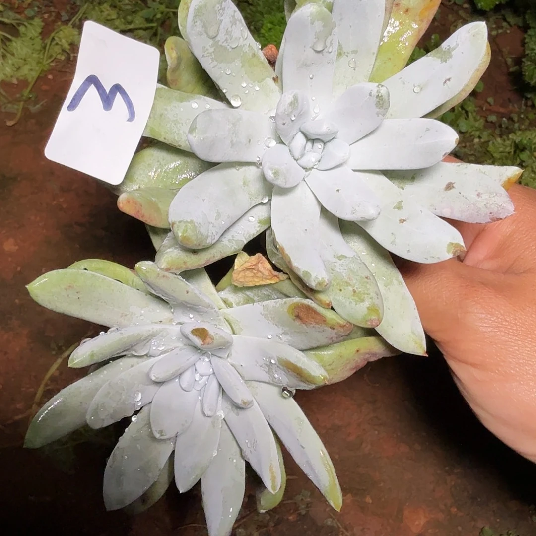 3代杂交仙女杯多肉