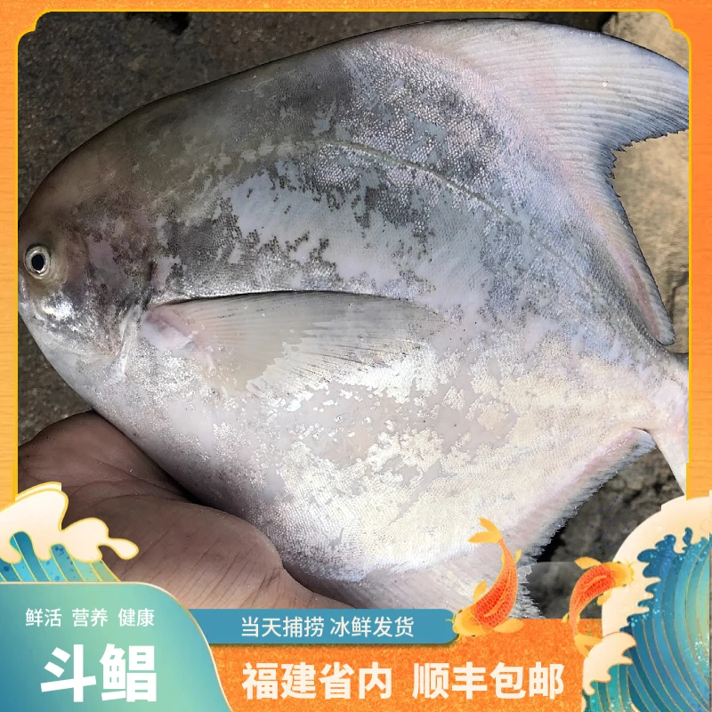 福建船捕【小斗鲳鱼】省内当天达