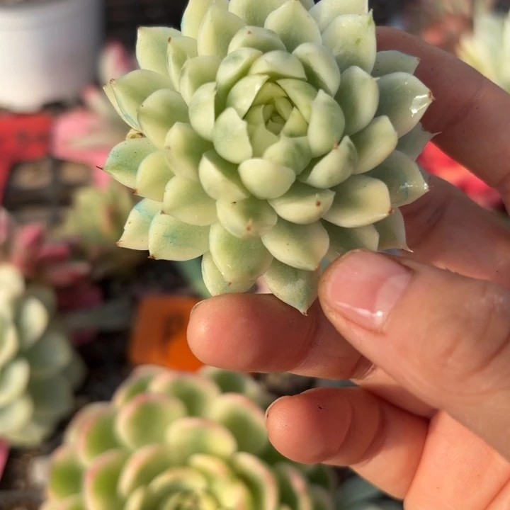 锦多肉植物多肉植物