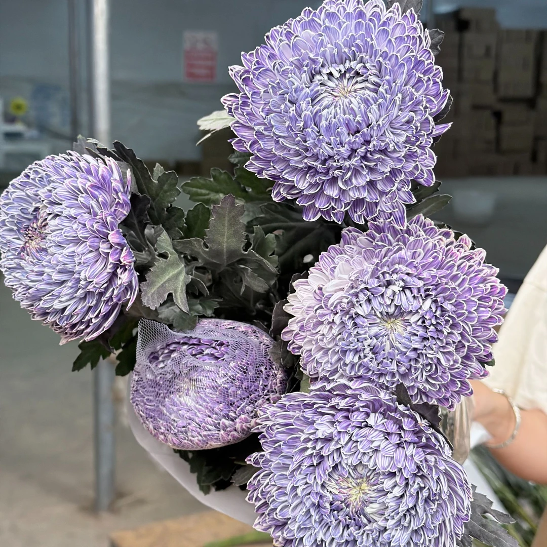 AA级稀有琉璃紫牡丹牡丹菊花卉菊花束菊花鲜花5支