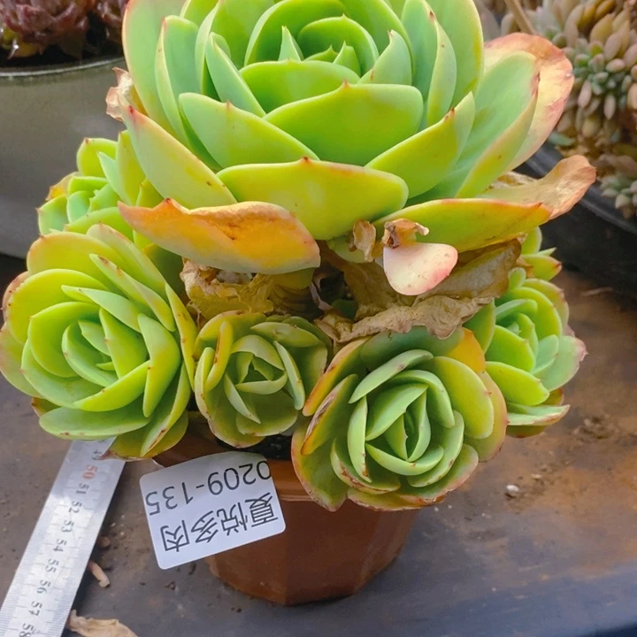 夏悦多肉0209-135碧桃