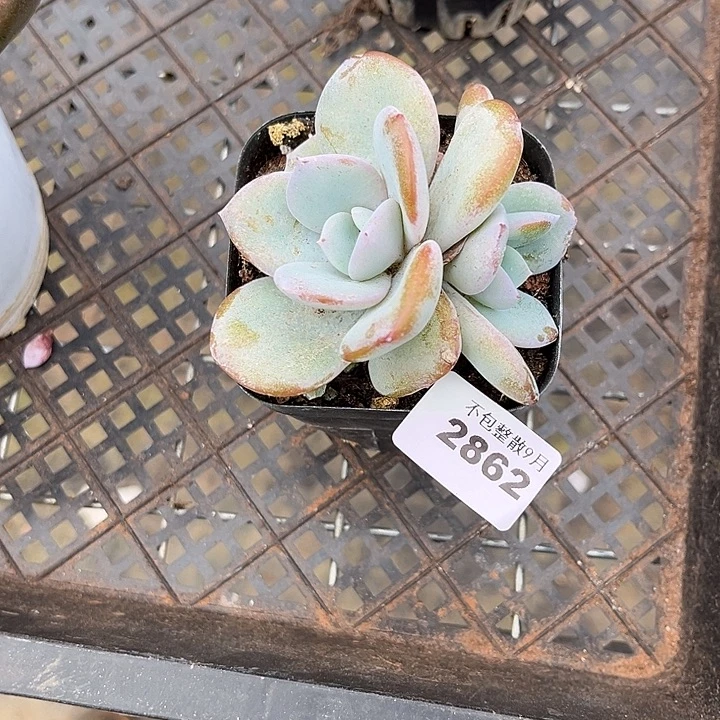 阿雅园艺。          2862奶茶