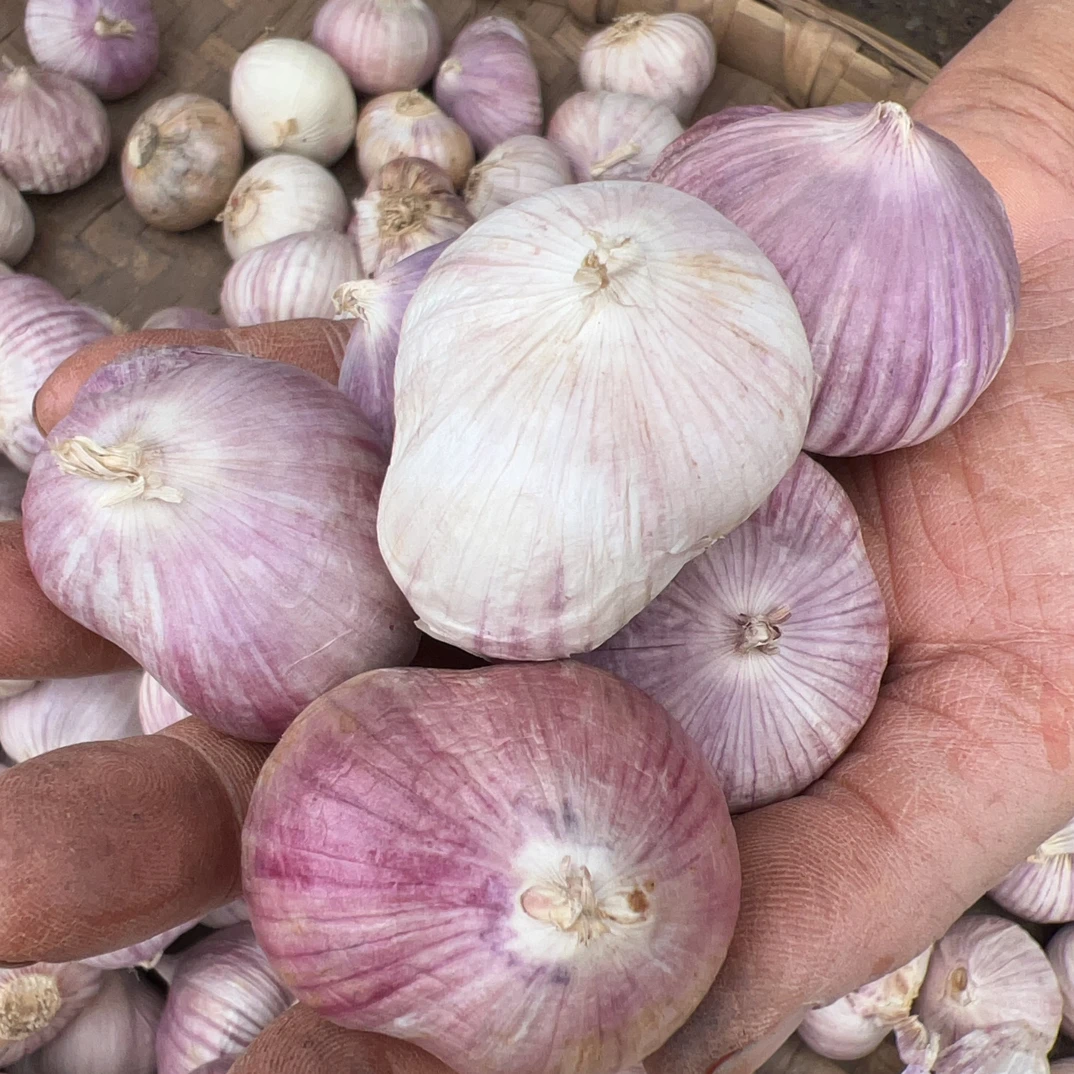 元宝大蒜干大蒜香辣饱满可做腊八蒜糖醋蒜