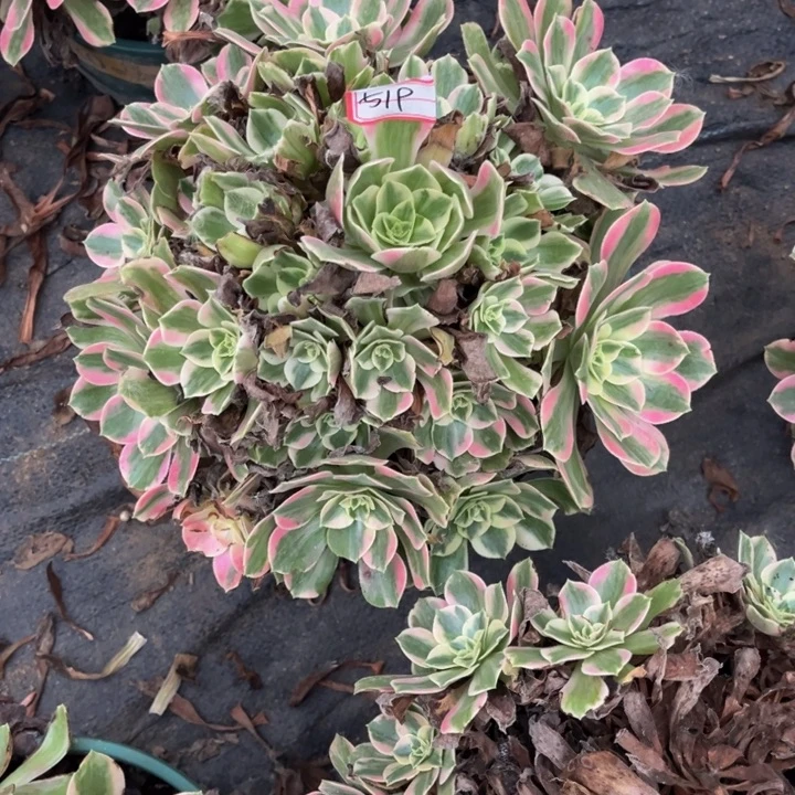 519女妖多肉植物法师