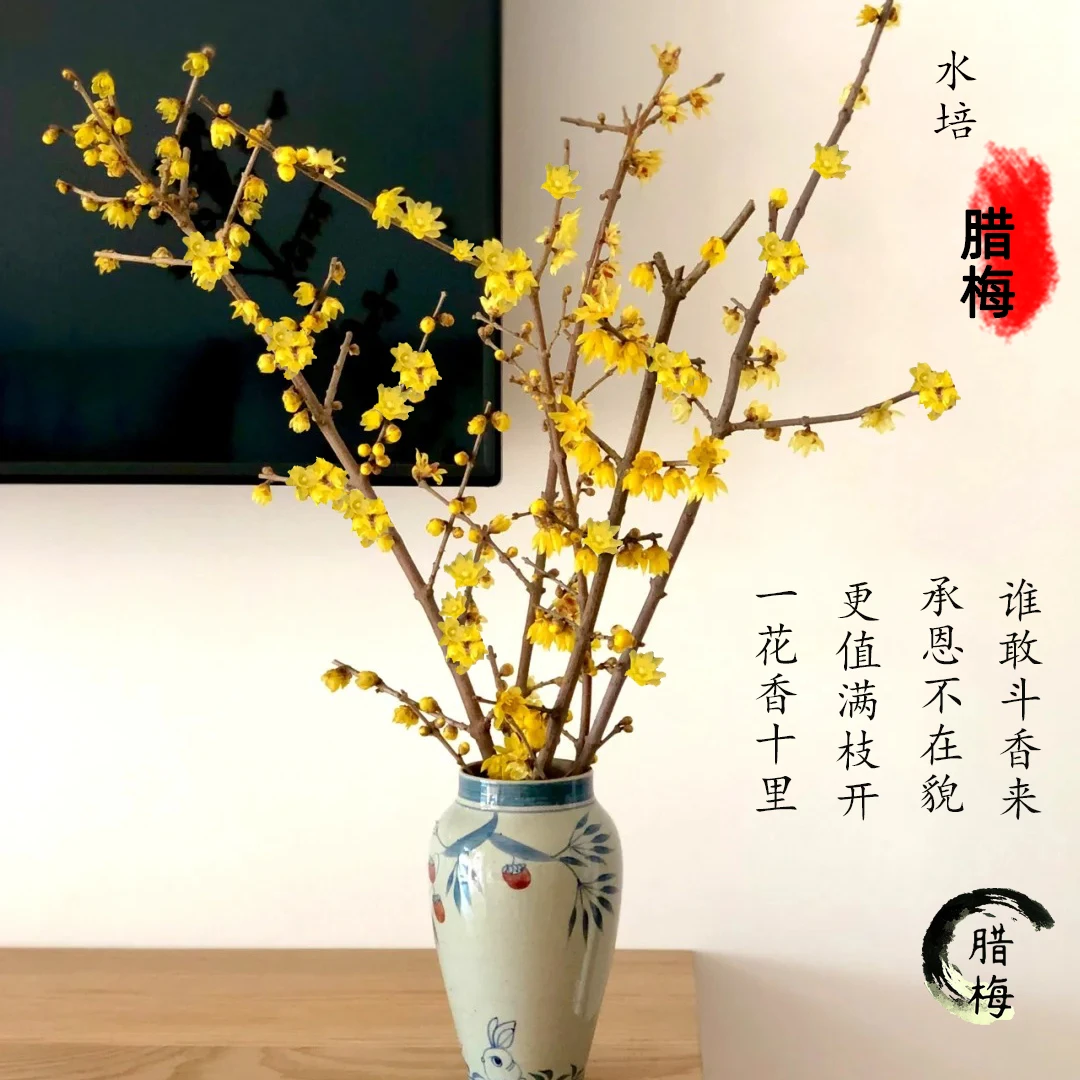 特级正宗腊梅鲜花盆栽耐寒带花苞腊梅干枝水培枝条老桩遇水开花