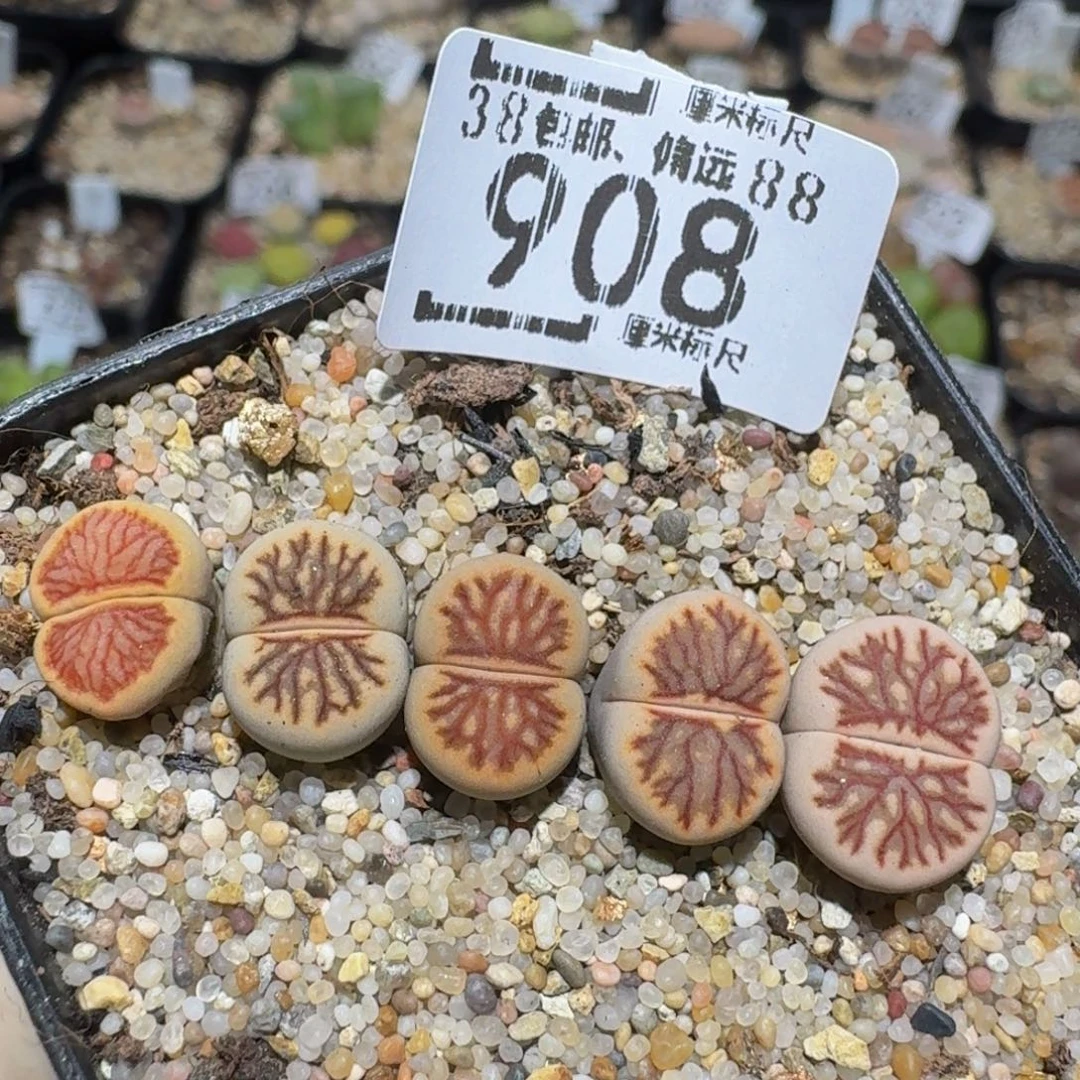zzzz精品生石花肉锥908