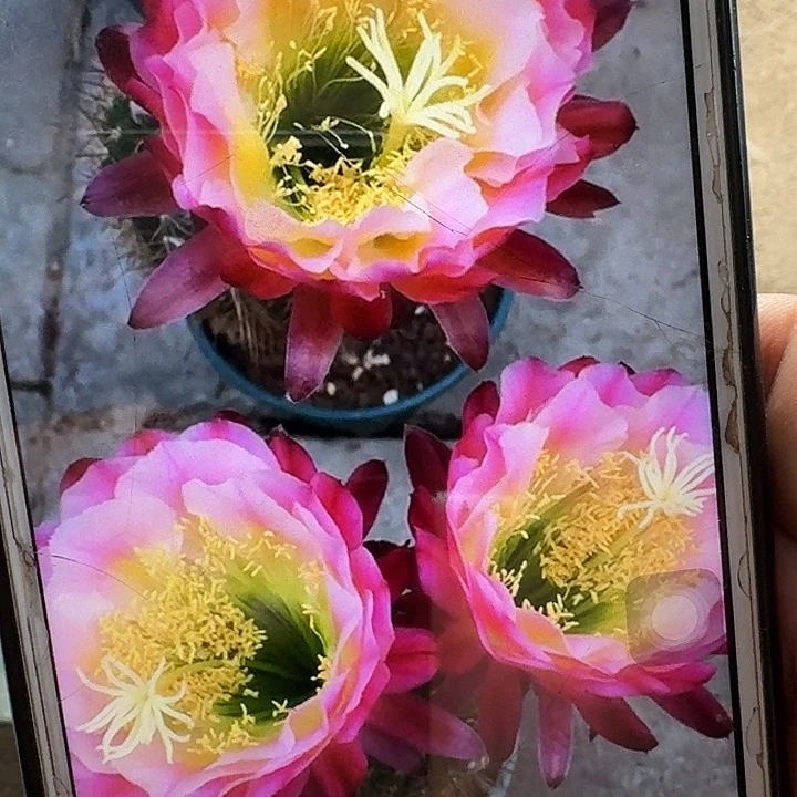 茉莉根高8公分毛花柱