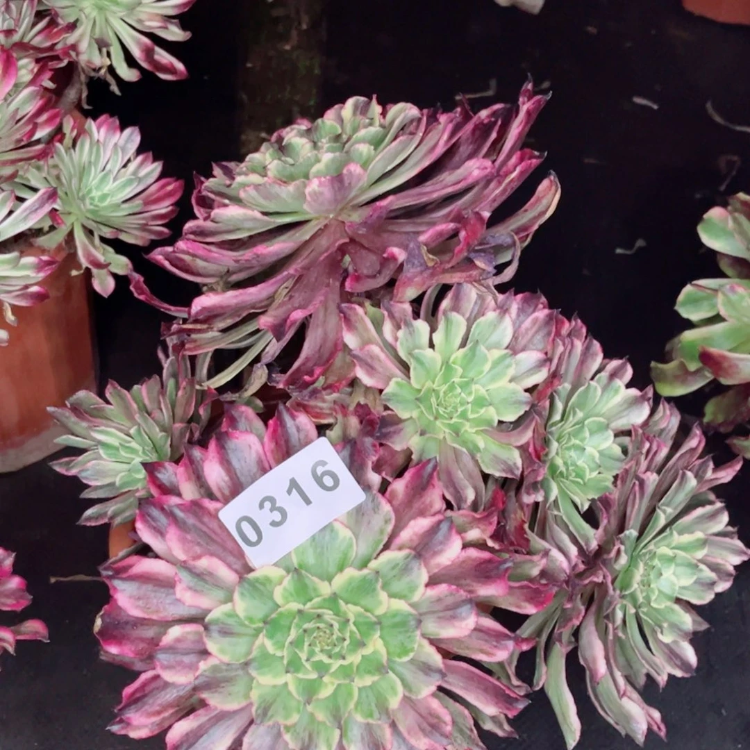 异*水墨变异多肉不售后