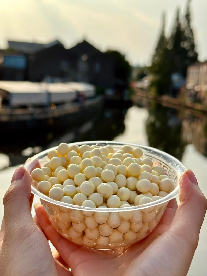 【中颗粒】苏州精品中颗粒鸡头米新鲜采摘