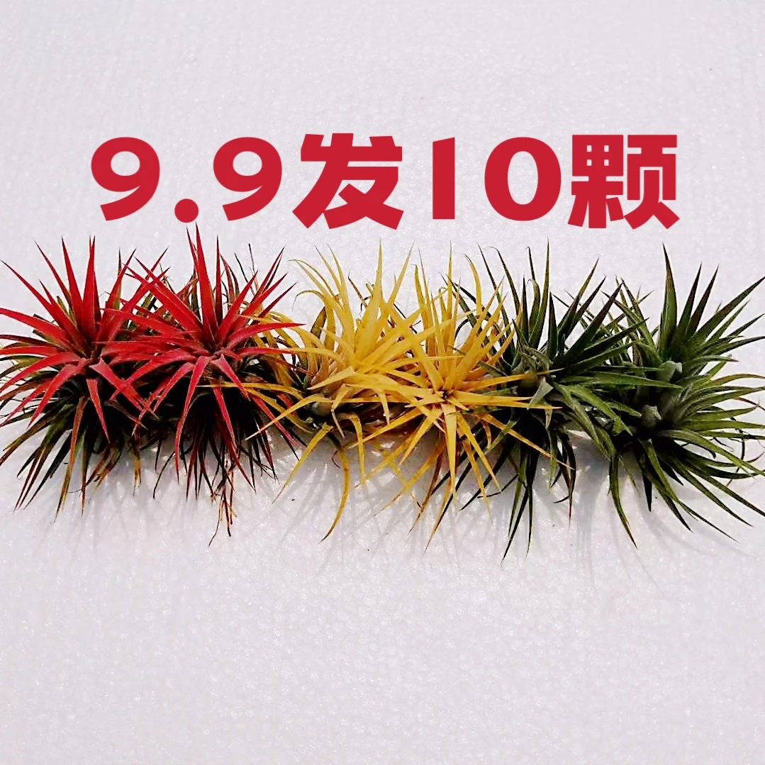 空气凤梨无土植物红黄绿三种颜色室内办公室好养好管理