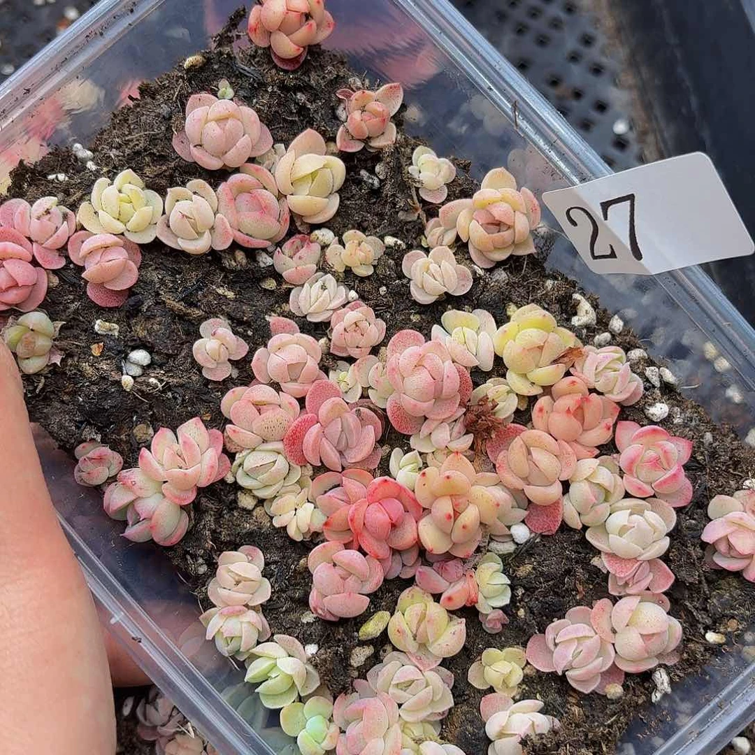 多肉植物多肉植物27