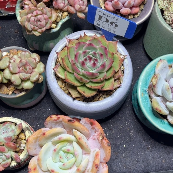 ?****?多肉植物11111111