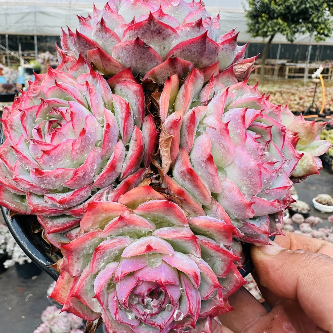 法兰西玫瑰（四头起发）波妞精品多肉植物