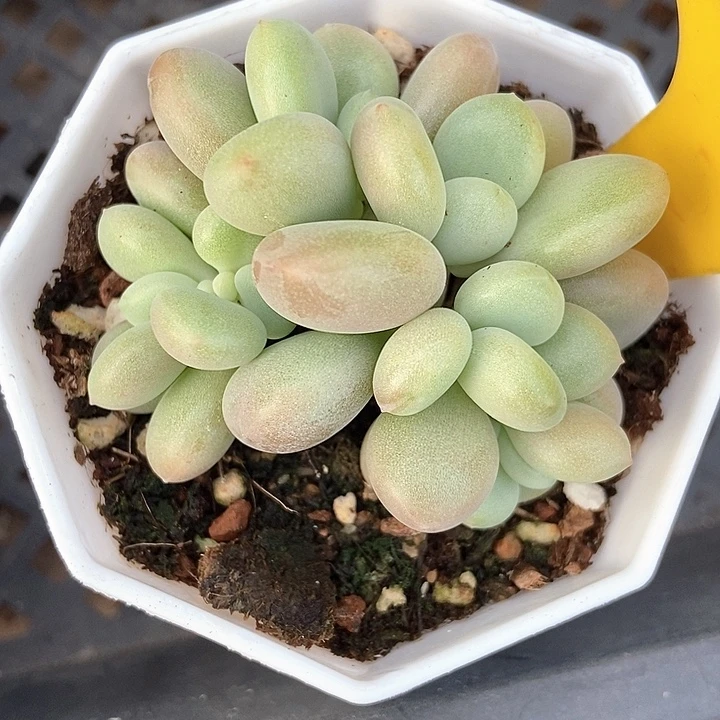 多肉植物原始虞美人851