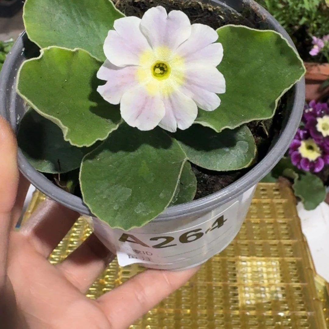 一物一拍耳叶报春A264