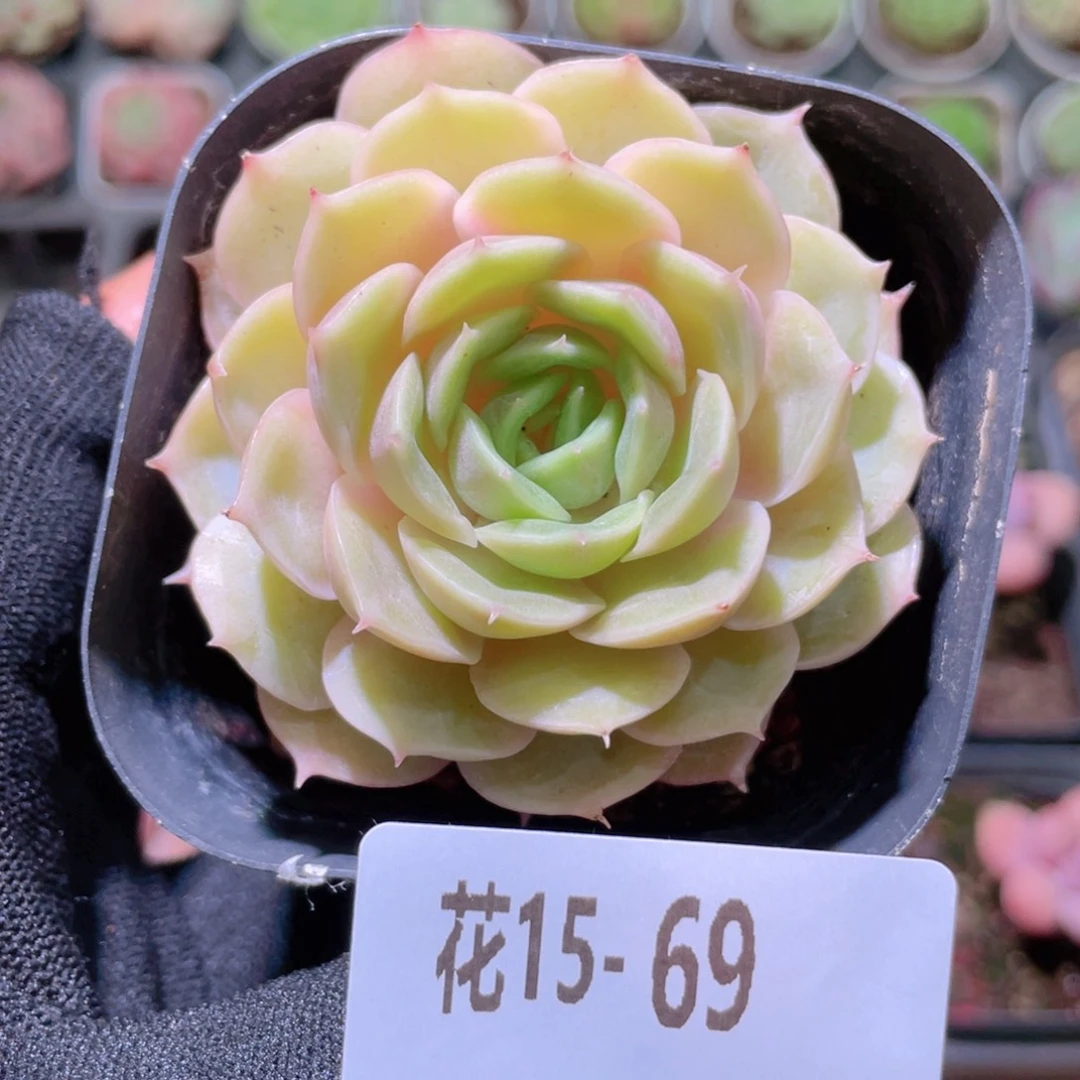 花利美15-69昂斯诺