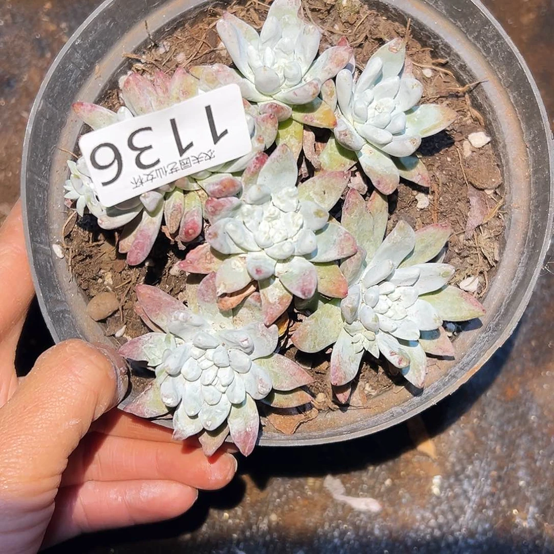 白姆仙女杯多肉。