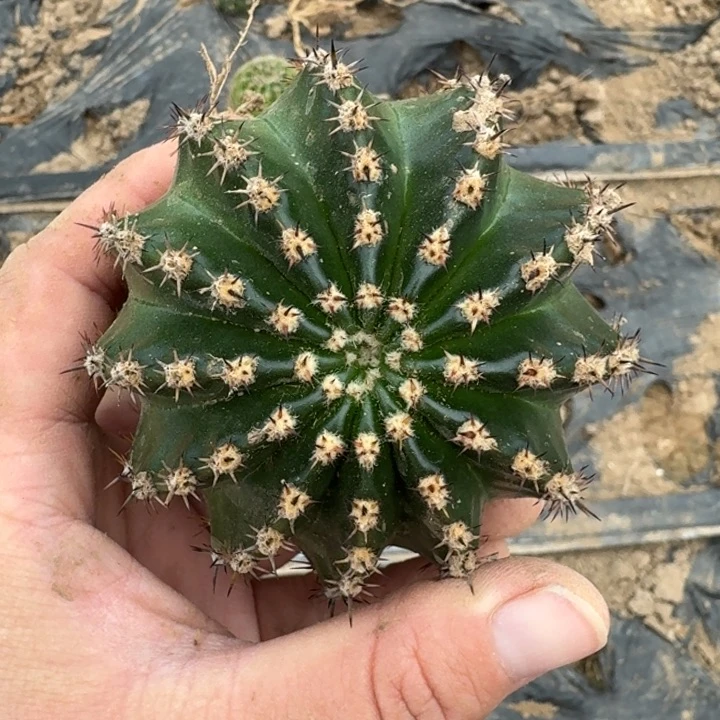 310短刺彩草8公分左右脱土发货斑，20包邮