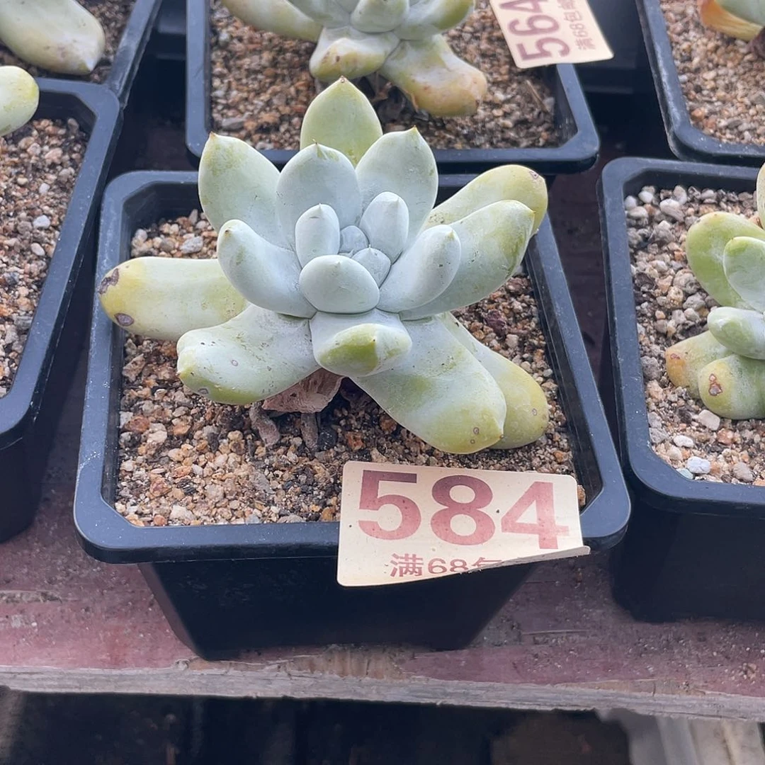 晨溪园艺仙女杯呀