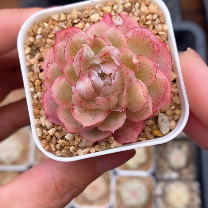 响当当打的响电话是