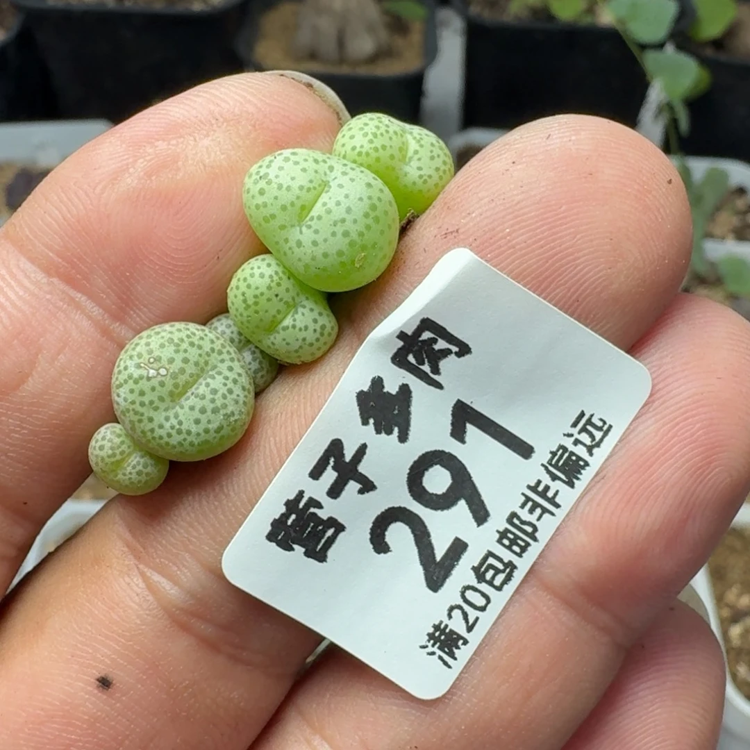 小金桔。      两颗3头。