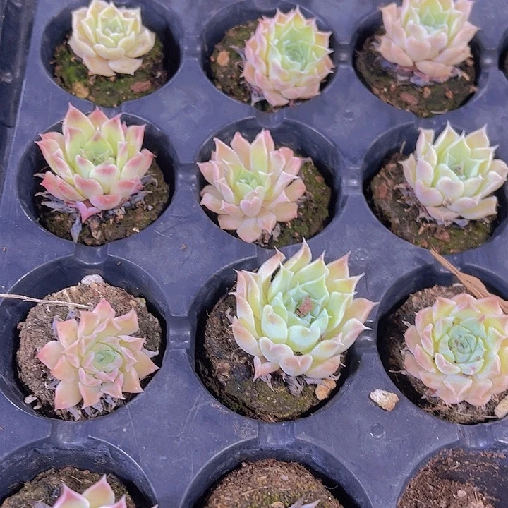 精品海滨格瑞多肉植物