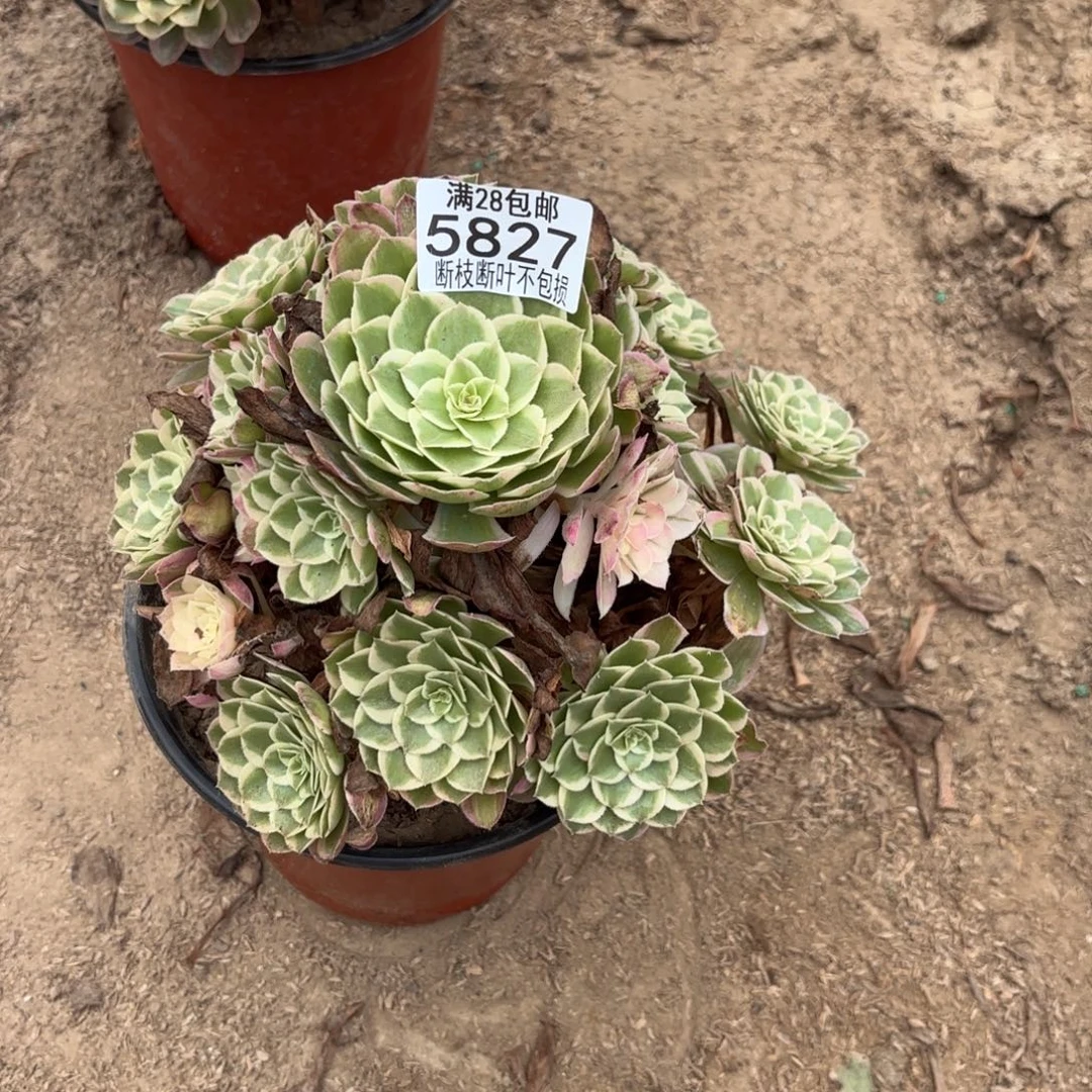R. 5827孔雀翎多肉，？cade