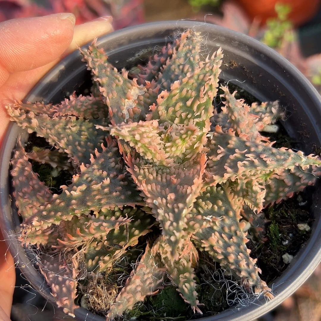 多肉植物园艺芦荟