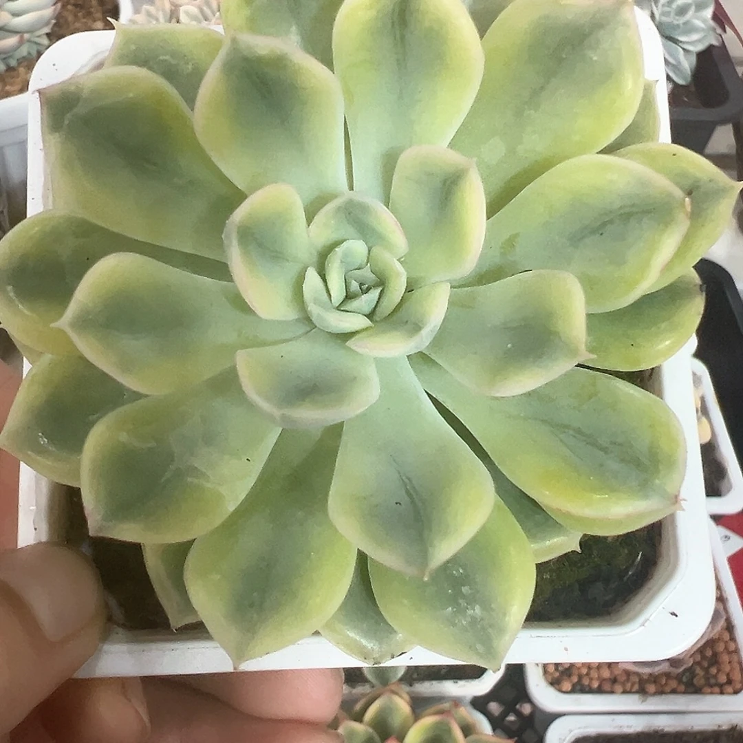 172号抹茶菩提锦多肉植物