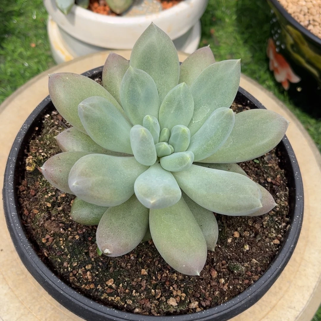 多肉植物哥特萝莉