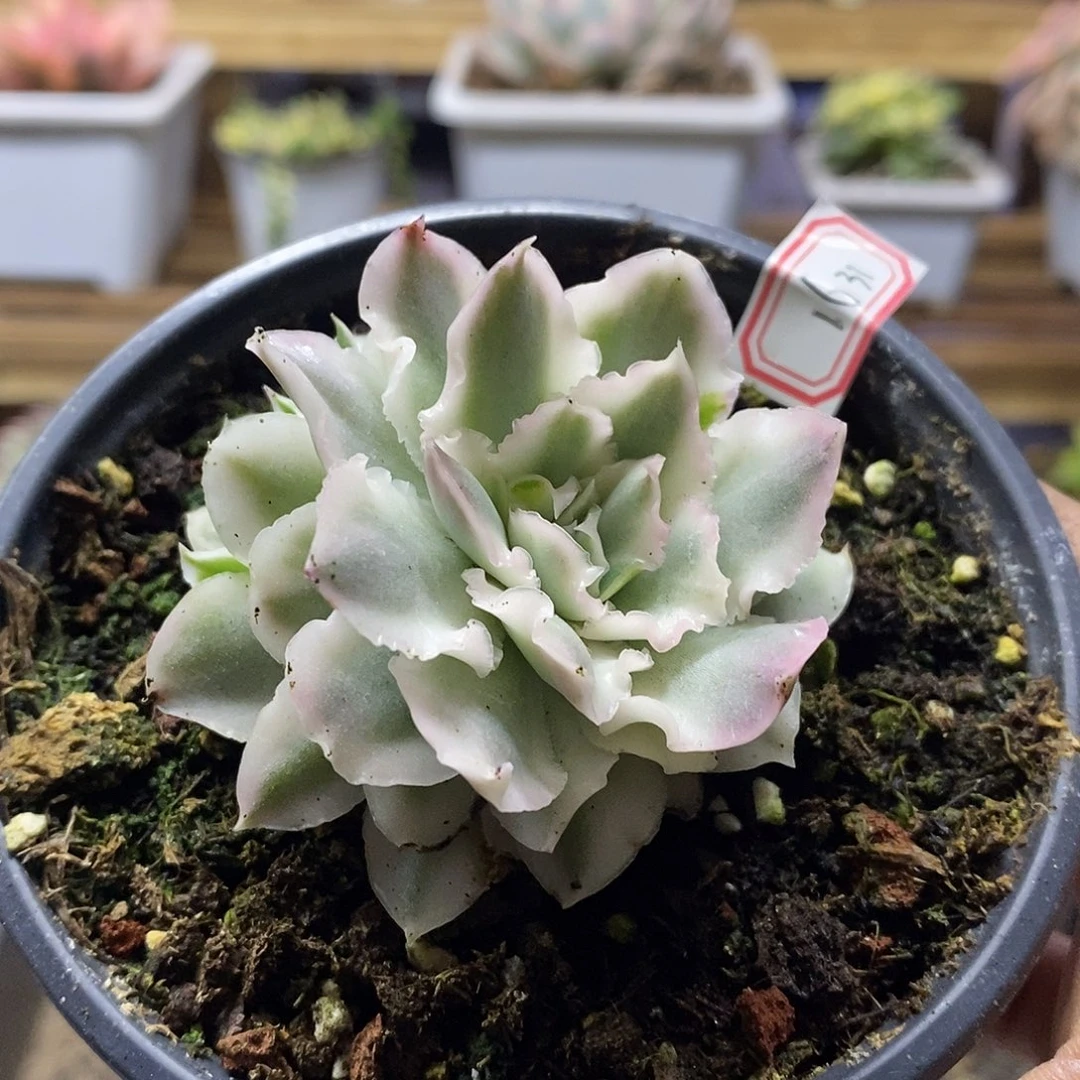 1631 紫蝴蝶锦双头