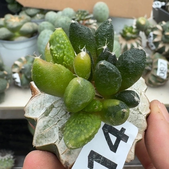 【闪购商品】无花朵清货牡丹锦514