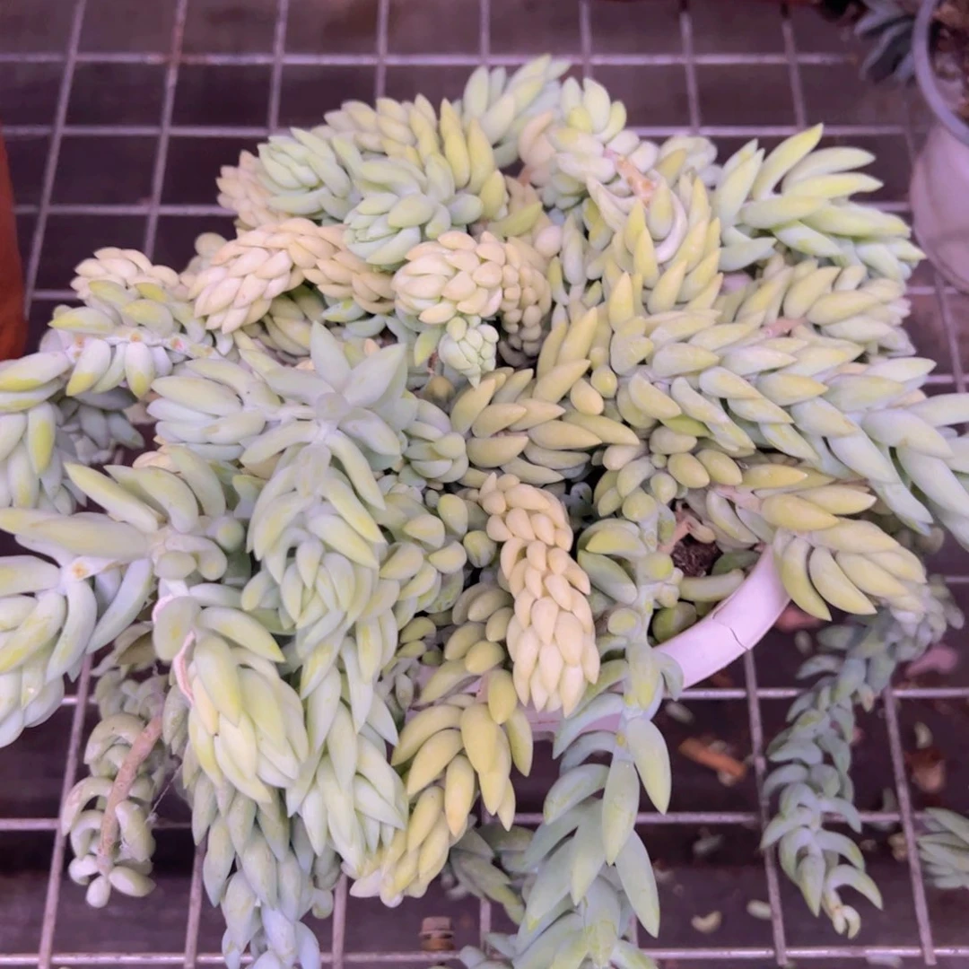 象牙玉坠散装带盆土，180杯