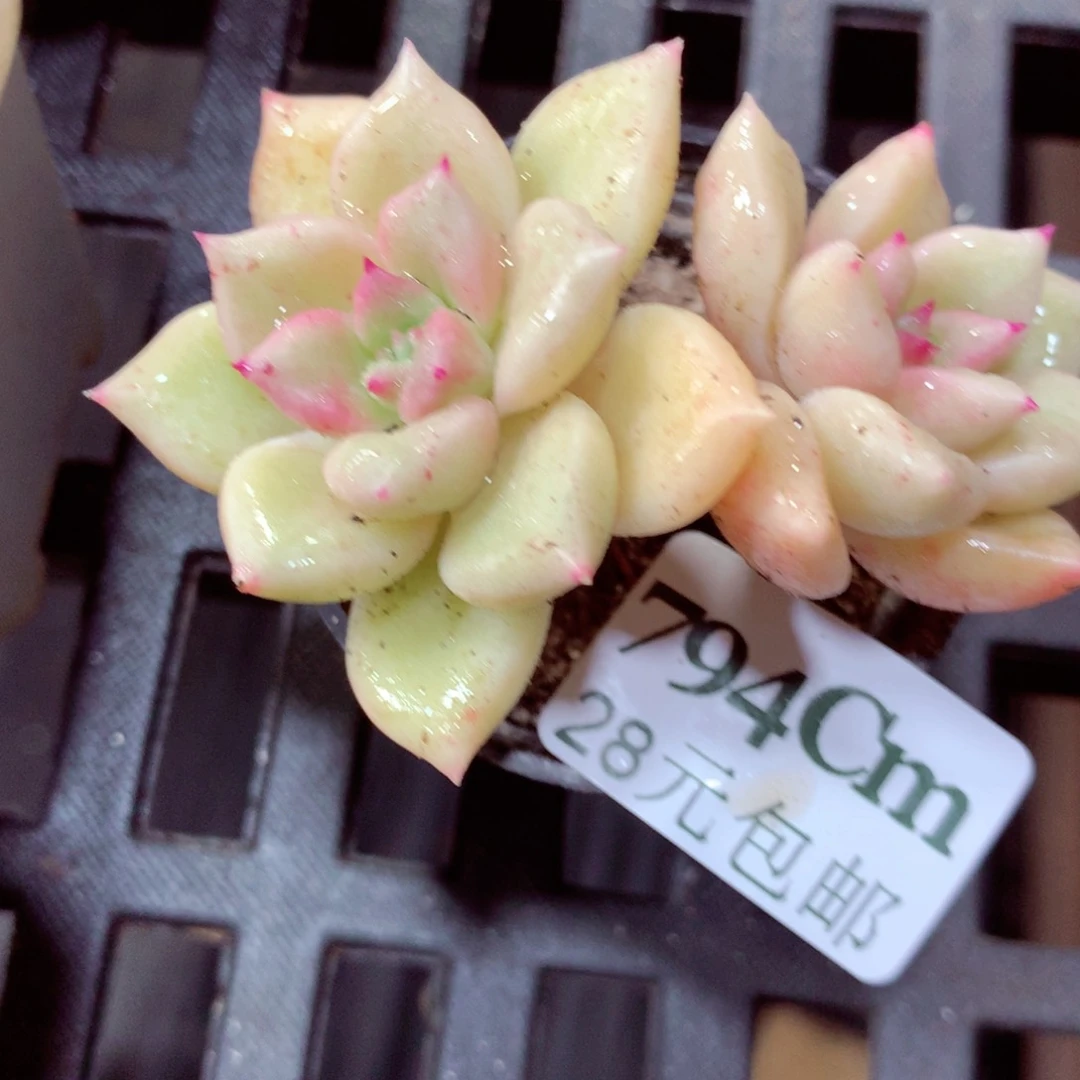 5厘米盆精控多肉794