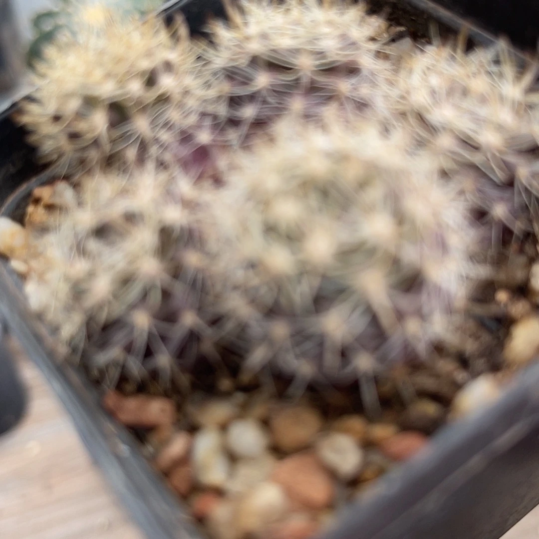 群生仙人球一物一拍