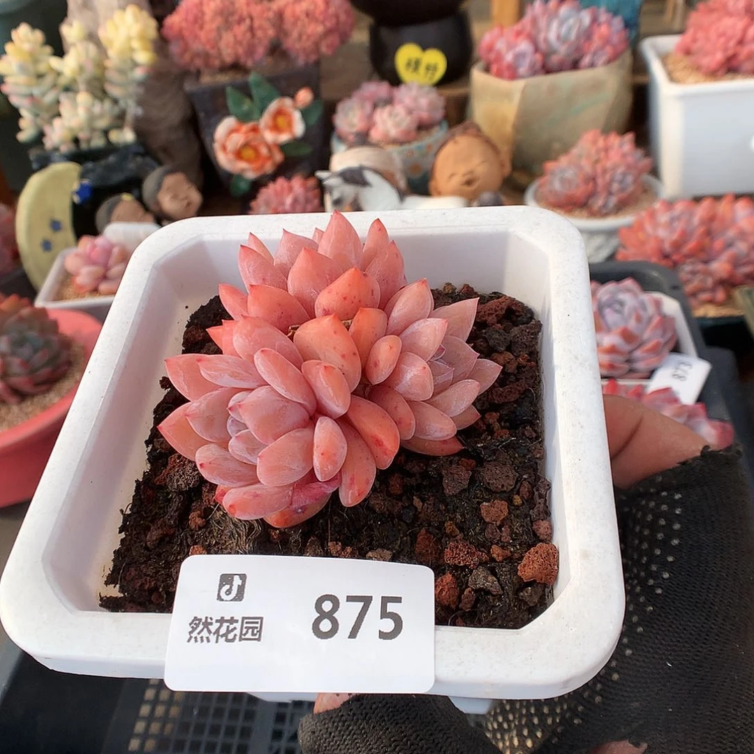 875雪天使多肉植物6633