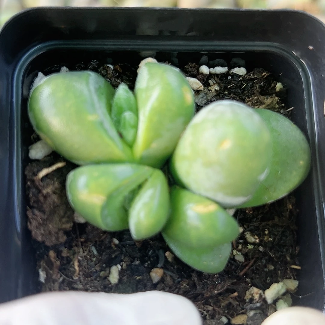 2000 好养易活生石花大母本