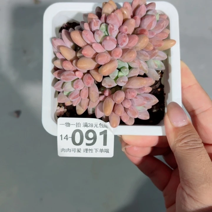 星黛露多肉多肉无盆土发货