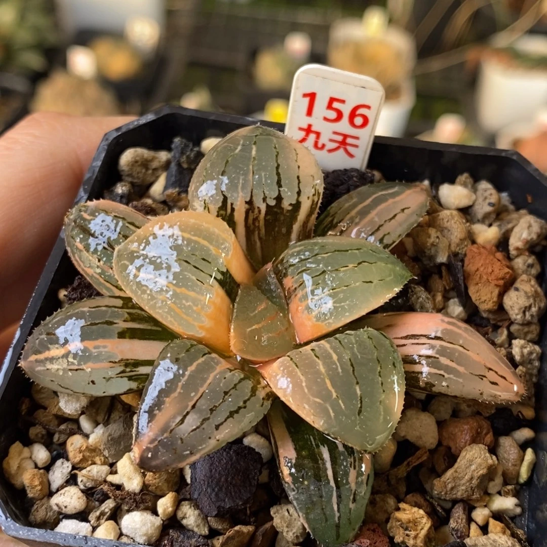 156号亲指姬锦多肉
