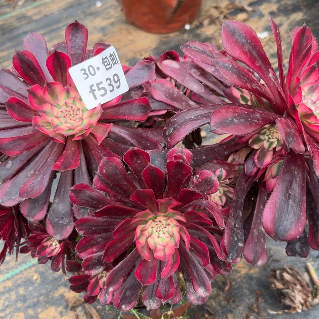 539粉铜多肉法师