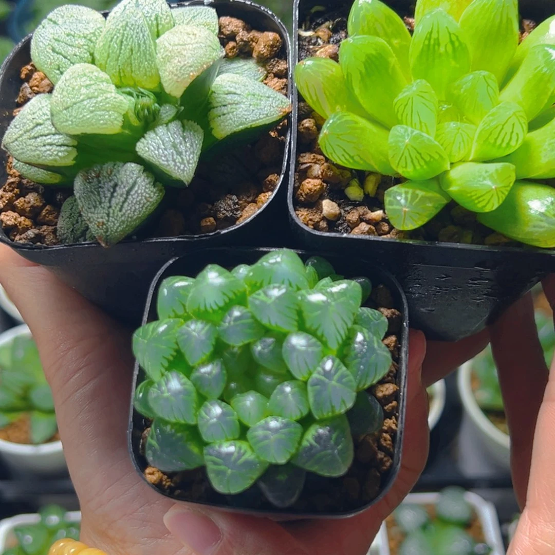 磨面+苏州玉露+糯肌玉露多肉1