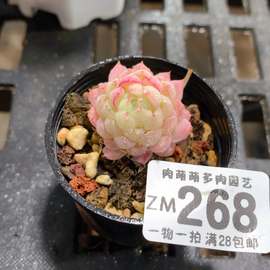 肉萌萌拇指盆精控多肉ZM268