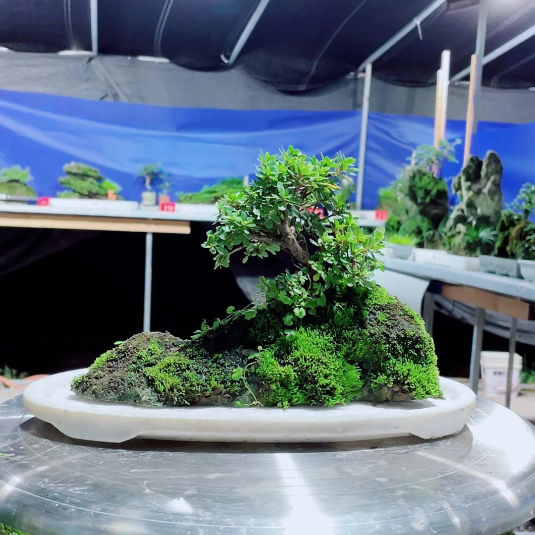 蓝***洋无花朵新品的包装真的好好用呢