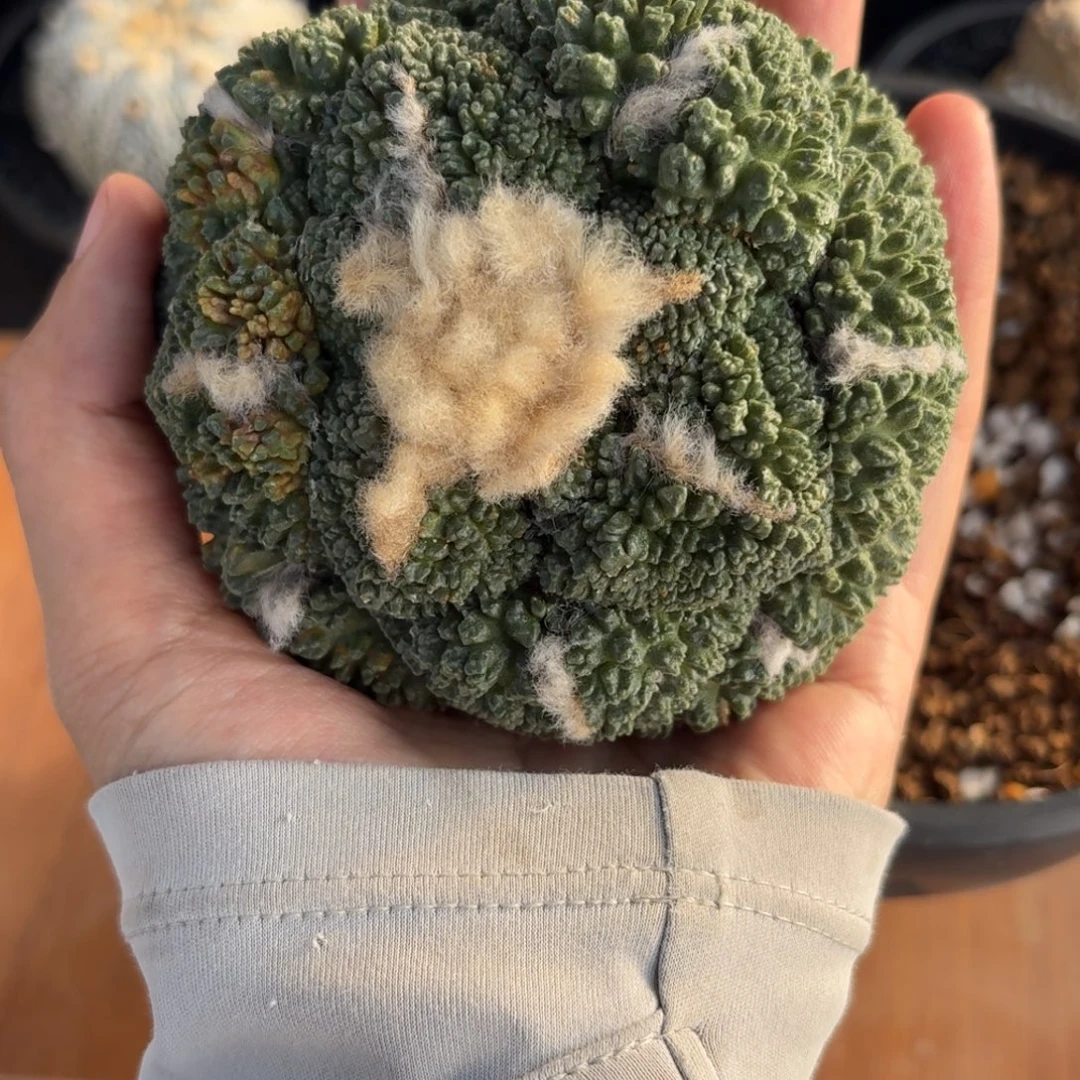 自根出根哥斯拉牡丹