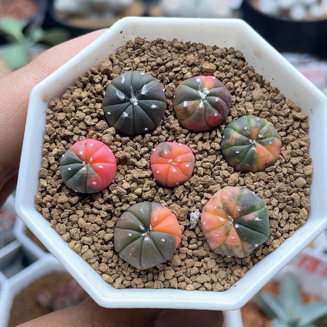 实生兜锦整盆仙人球