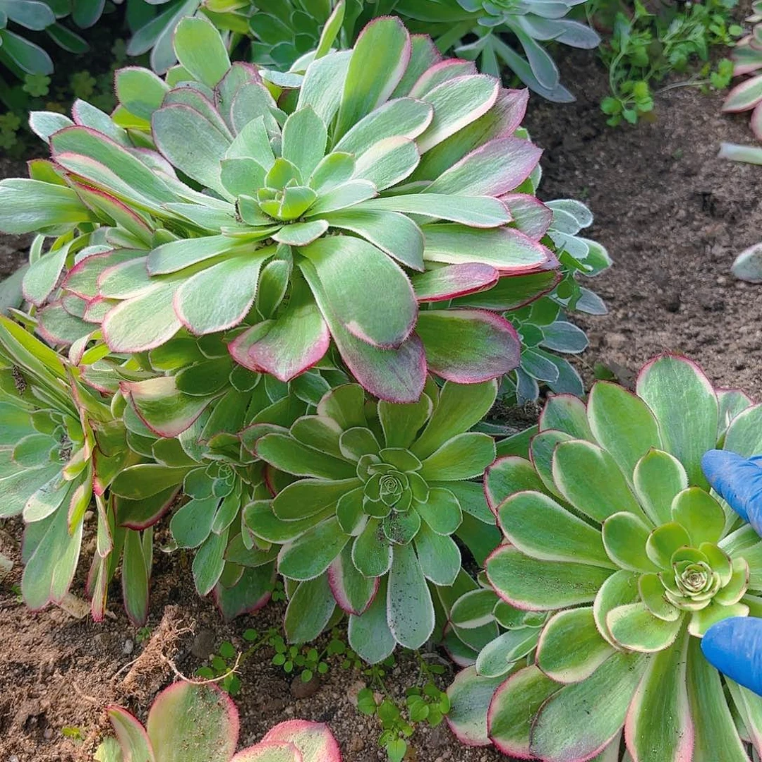 海王多肉植物手捧