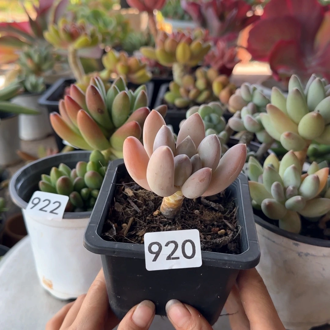 920号 一物一拍 一物一拍